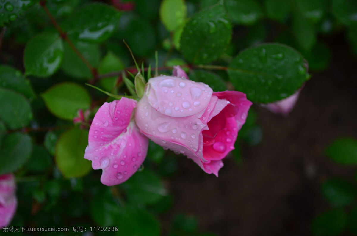 粉色 月季花 花卉 花朵 花 鲜花