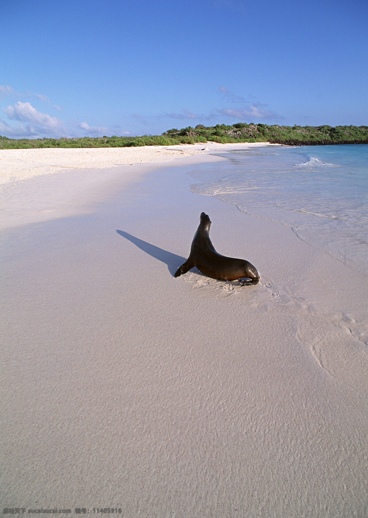 沙滩上的海豹 动物世界 生物世界 大海 海滩 沙滩 海豚 水中生物 灰色