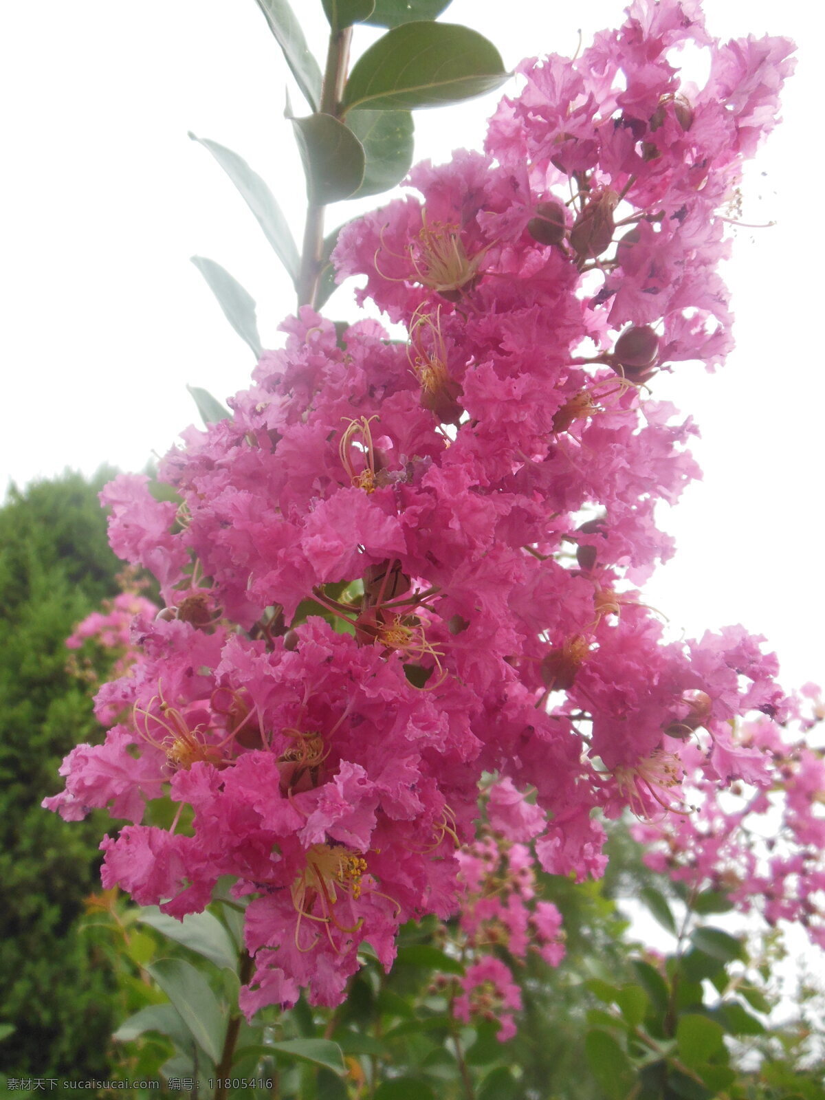 紫薇花 高清紫薇花 粉色花 花草 绿叶 生物世界 花卉