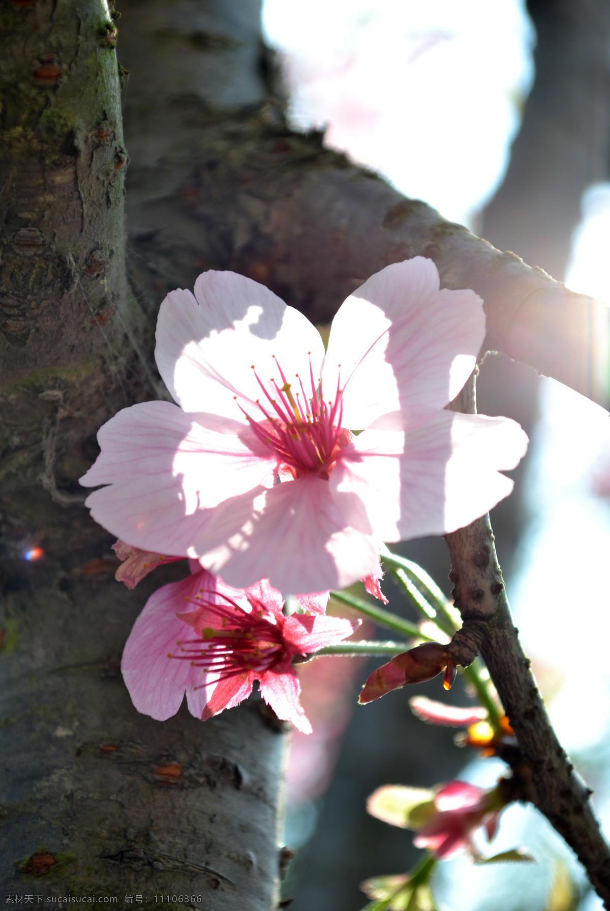樱花 植物 花草 自然 公园 春天 樱花枝条 浅粉色樱花 浅粉色的花 生物世界