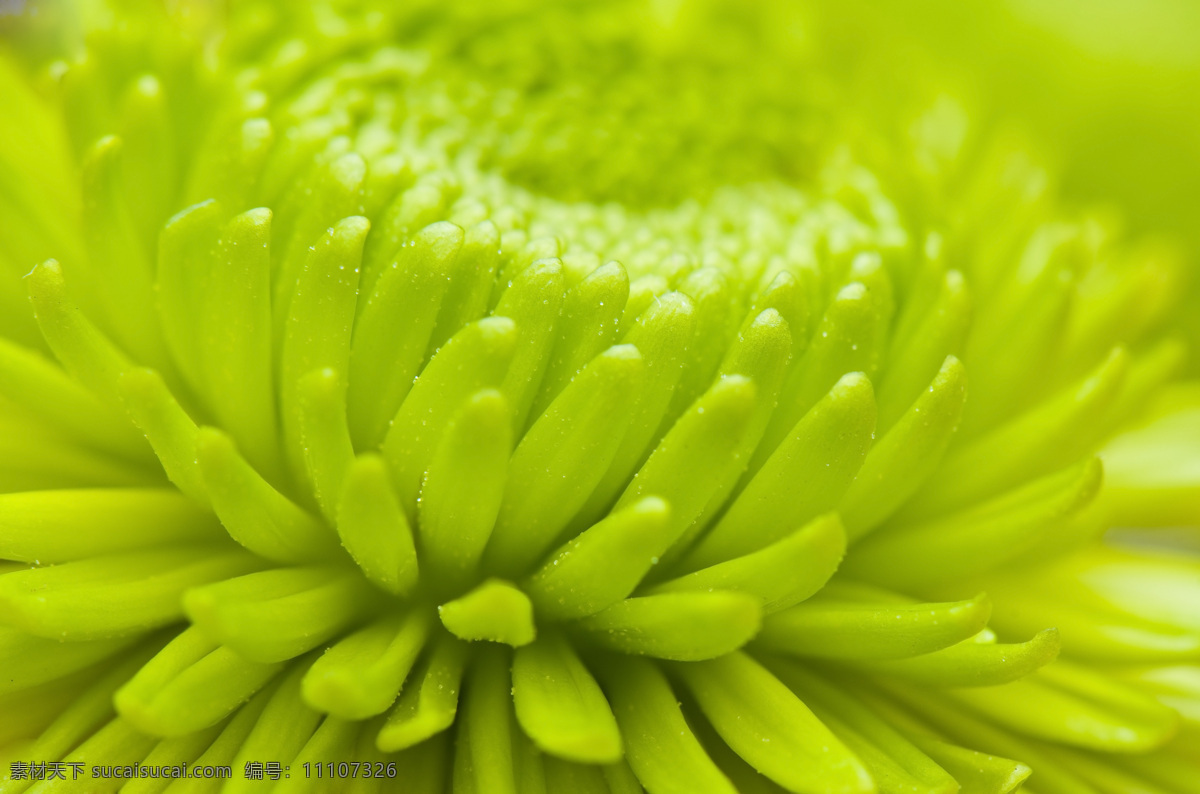 盛开 鲜花 植物 美丽 新鲜 水滴 巨大 花朵 花瓣 花蕊 密集 簇拥 近照 花草树木 生物世界