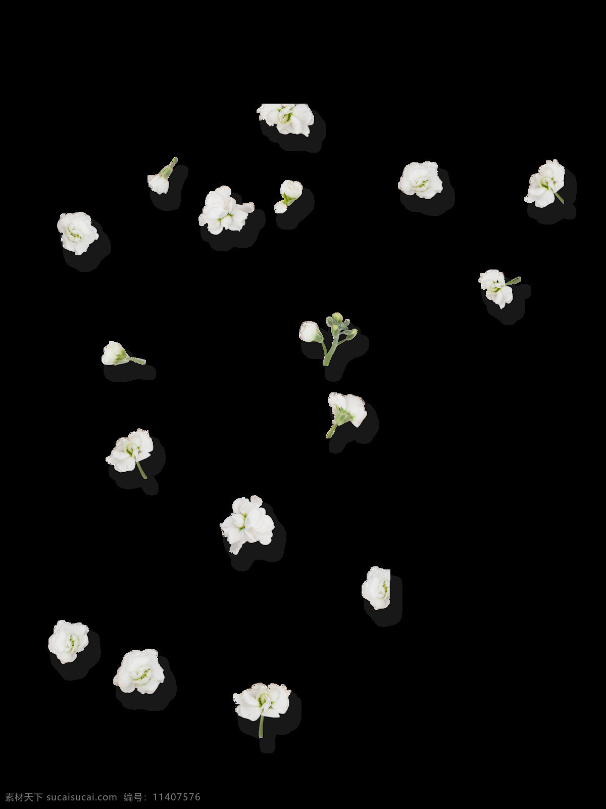 白色 唯美 花朵 装饰 春天 花