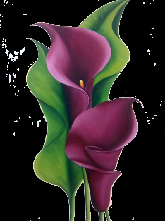 紫色 马蹄莲 主题 元素 花朵 花卉 装饰 盛开 芬芳 枝干