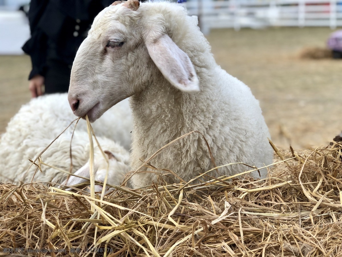 绵羊图片 小绵羊 绵羊 羊 吃草的羊 白色绵羊 生物世界 家禽家畜
