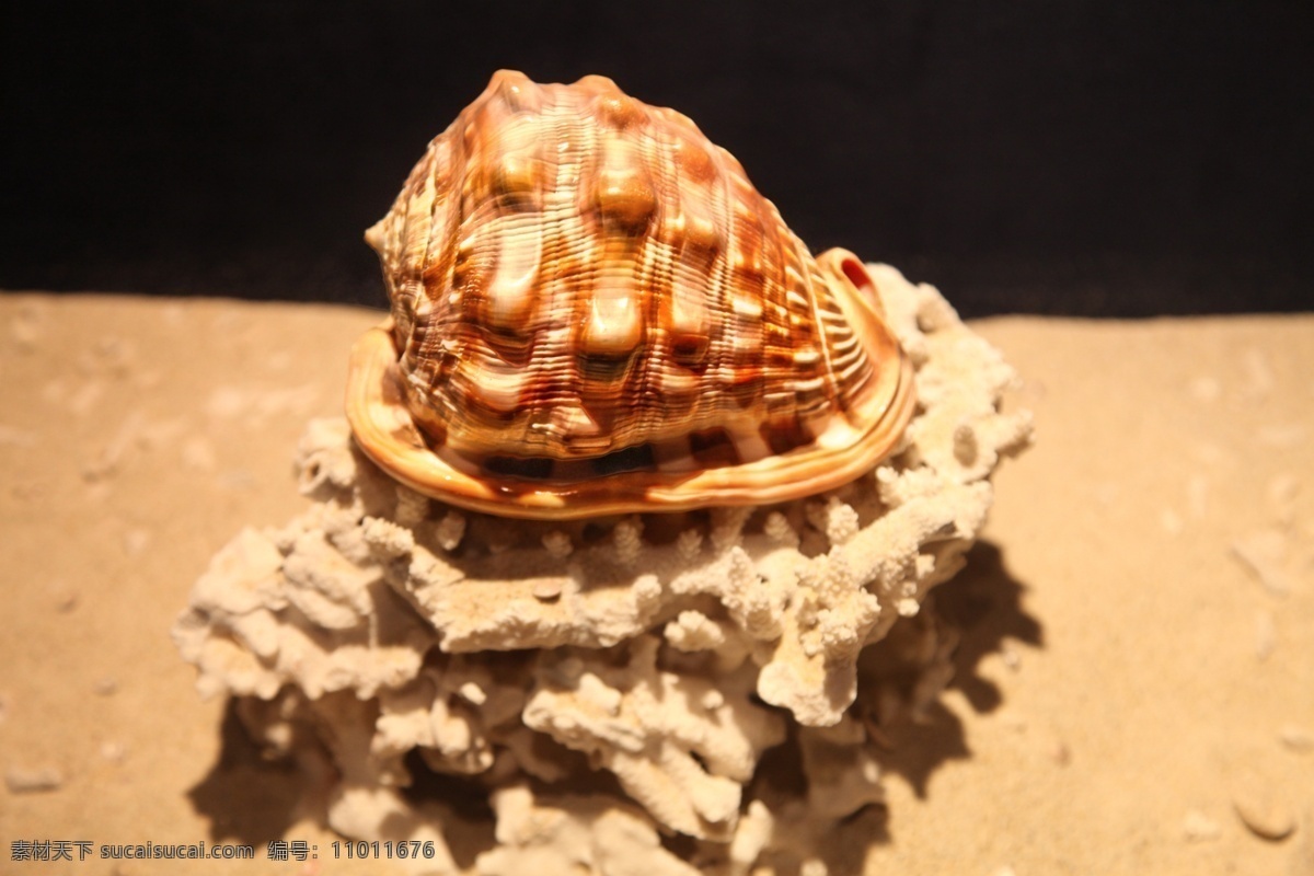 海螺标本 工艺品 绘画 手工制作 标本 动物标本 贝壳 艺术图案 美术 文化艺术