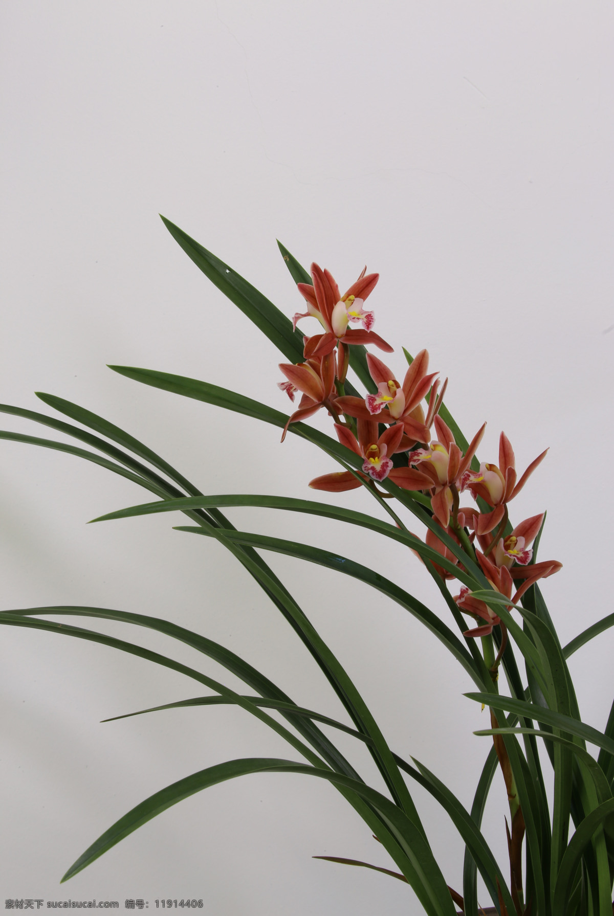 多花兰 国兰 花朵 花儿 植物 花卉 花草 观赏花卉 绿化景观 蝴蝶兰兰花 生物世界