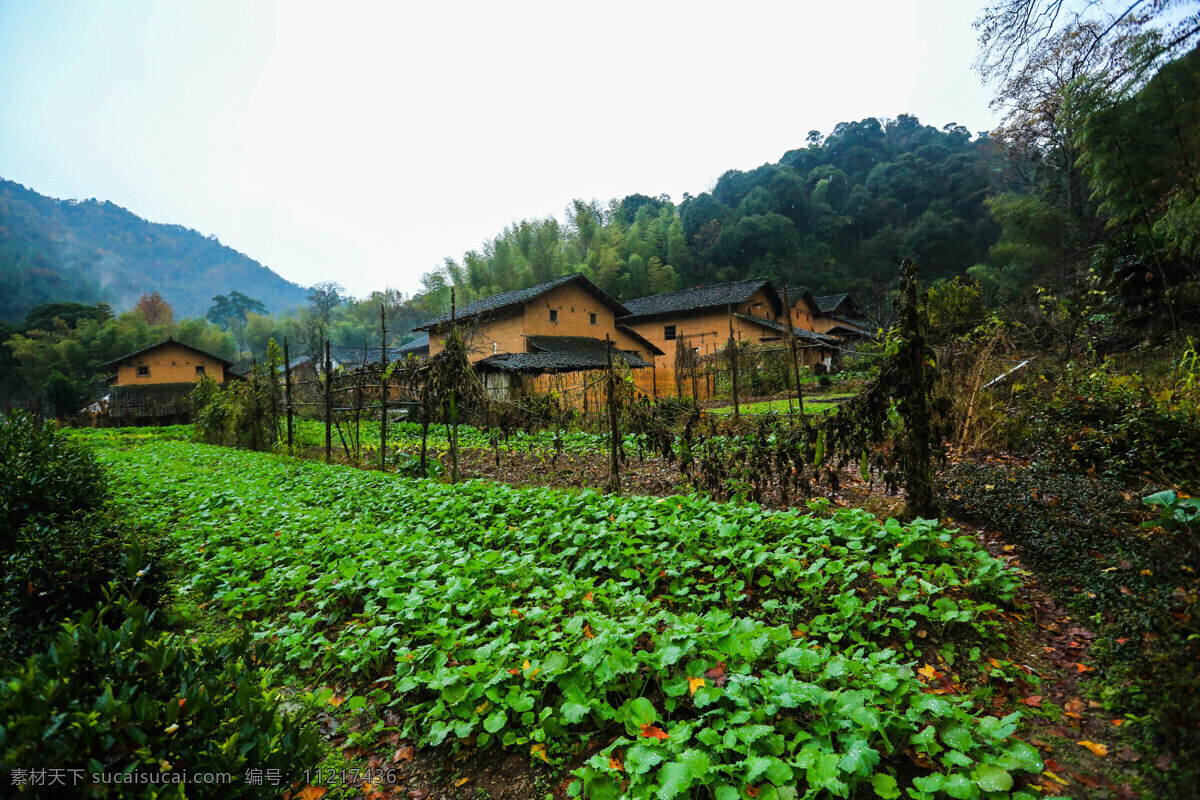 江西深山景观 江西 徒步 石城 长溪 秋天 古枫群 山村 树木 深山 自然地理 自然环境 原生态 自然风景 自然景观 自助游 国内旅游 旅游摄影