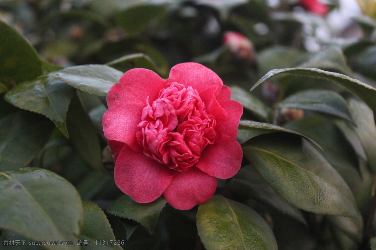 山茶花 茶花 红色山茶花 山茶花特写 美丽山茶花 高清花朵 露珠 生物世界 花草