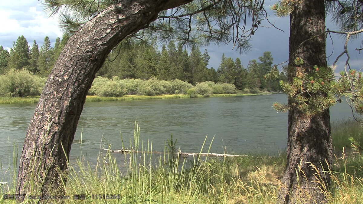 俄勒冈 松林 帧 迪 修 特斯 河 股票 视频 河流 框架 瀑布 树 树木 松树 自然 水 湿漉漉的 流动的 舒特 其他视频