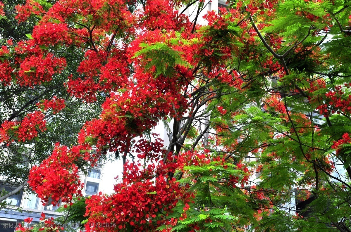 凤凰花 凤凰木 红色花 花卉素材 生物世界 花草