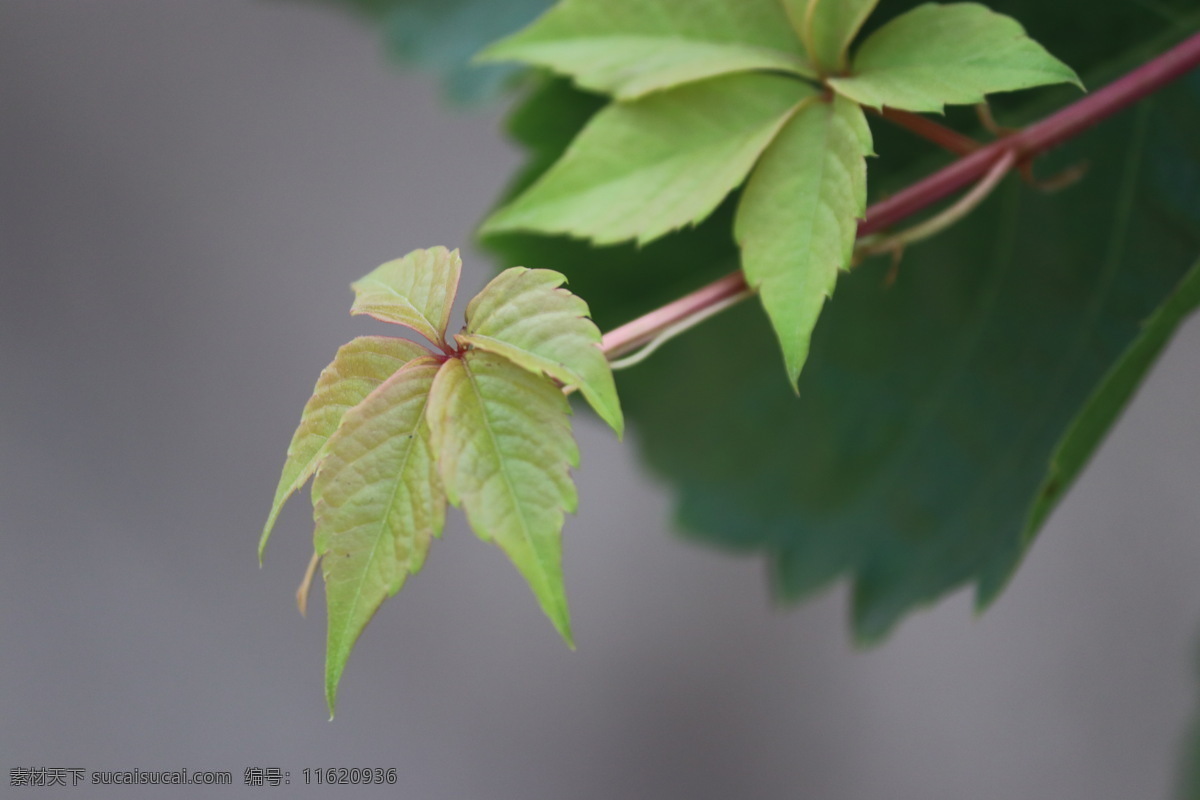 爬山虎 绿色 绿叶 叶子 生物世界 树木树叶