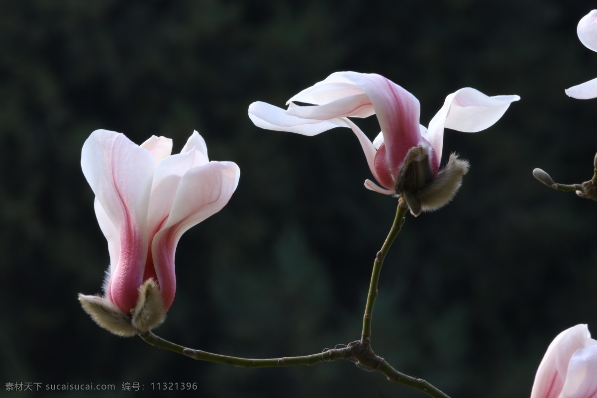 望春玉兰 玉兰花 望春花 迎春树 辛兰 白玉兰 花蕾 玉兰 花卉 花儿 花骨朵 木兰 辛夷 花草 园林景观 绿化景观 丁香玉兰花 生物世界