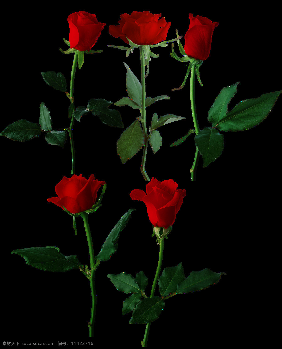 红色 月季 玫瑰 花朵 元素