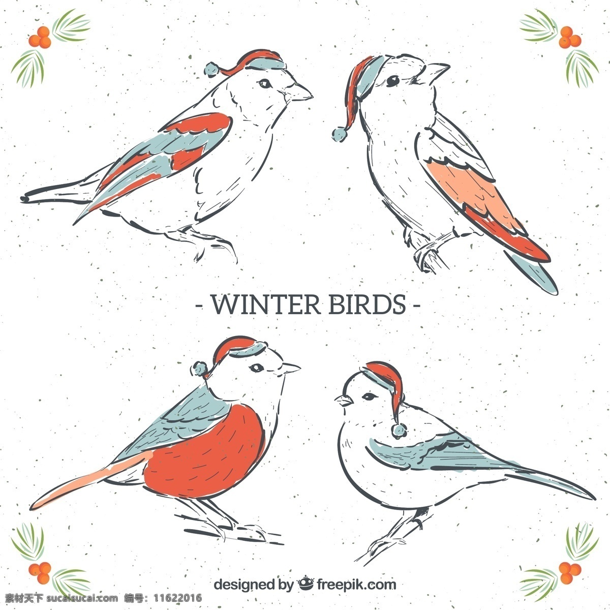 美丽 手绘 冬季 鸟类 手绘冬季鸟类