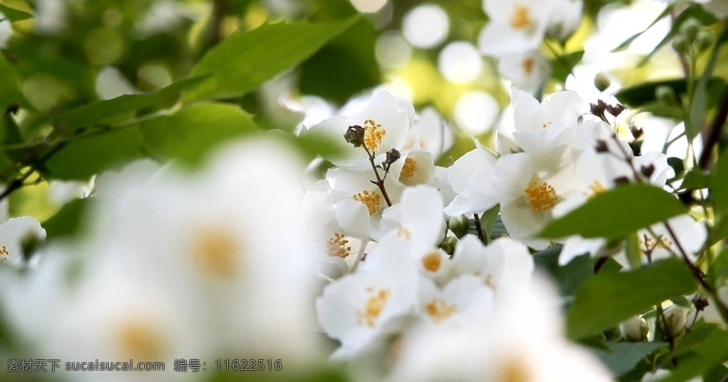 白色花朵 花朵实拍 花朵视频 高清花朵 花朵高清 唯美花朵 植物视频 植物实拍 美丽花朵 宣传片外景 宣传片素材 蜜蜂采粉 多媒体 实拍视频 动物植物 mov