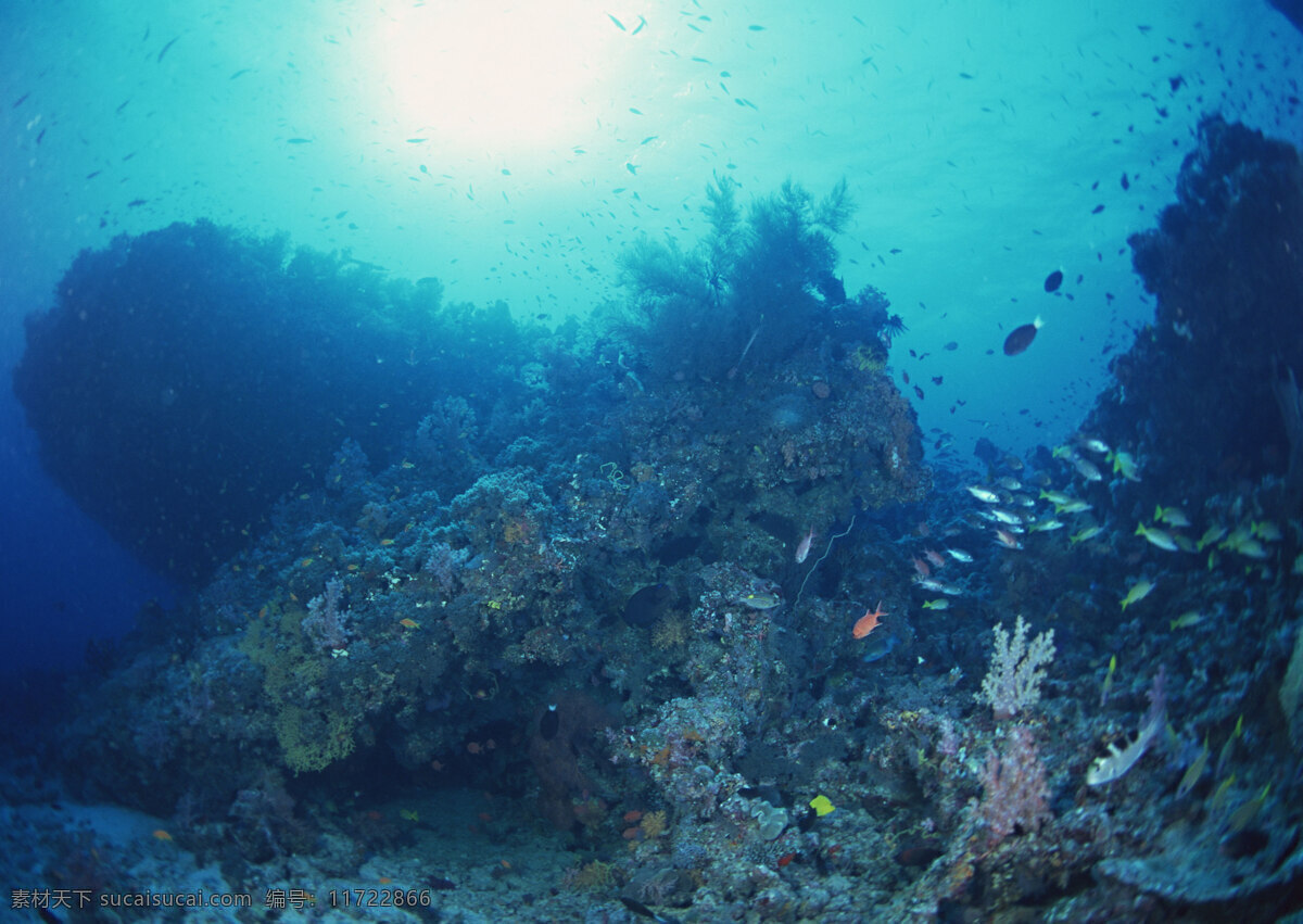 海洋生物 海底世界 海洋 礁石 生物世界 鱼 鱼类 珊蝴礁石 珊蝴 海底景色