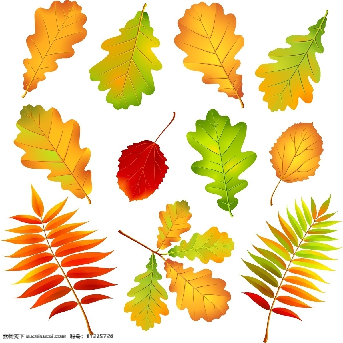 彩叶 向量 集 秋天的落叶 叶 向量的植物 离开 秋天 叶子 矢量图 其他矢量图