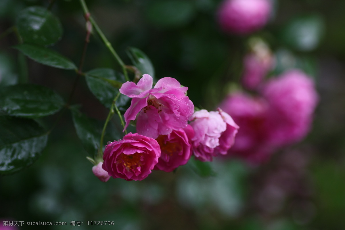 雨中蔷薇 花草 生物世界