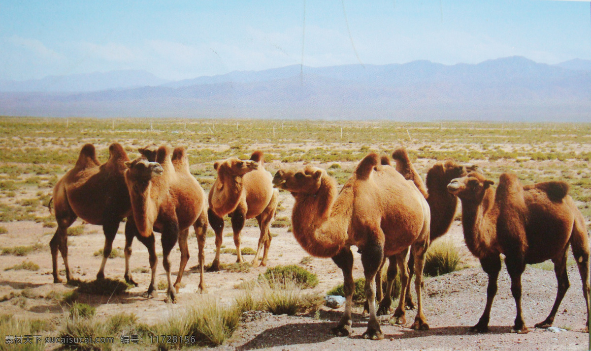 骆驼 阿拉善 双峰驼 野生动物 生物世界