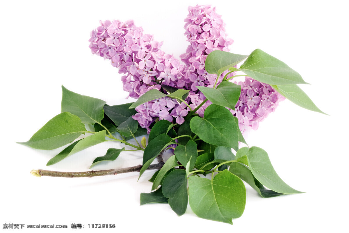 只 紫藤花 植物 鲜花 新鲜 美丽 花朵 绿叶 藤蔓 思念 想念 依依不舍 花草树木 生物世界