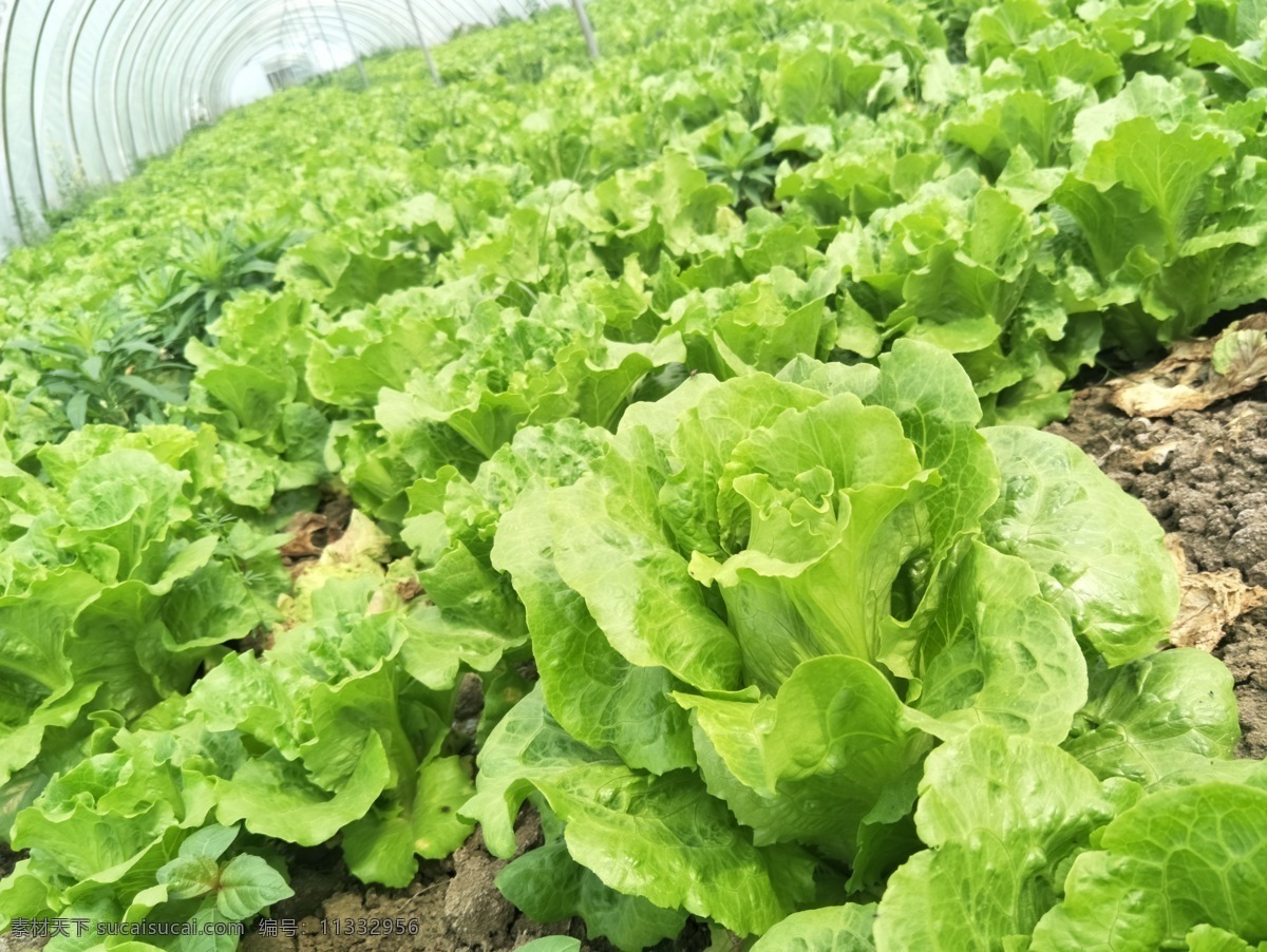 生菜 新鲜生菜 绿色 健康 蔬菜 高清 拍摄 蔬菜基地 无公害 菜 青菜 蔬菜大棚 生物世界