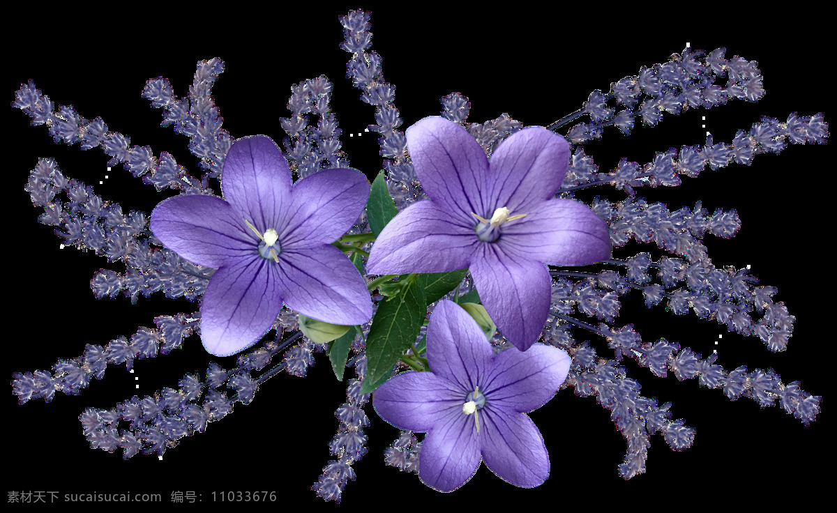 薰衣草 免扣 花 紫 花朵 装饰 点缀 美丽 花束 杂七杂八 底纹边框 花边花纹