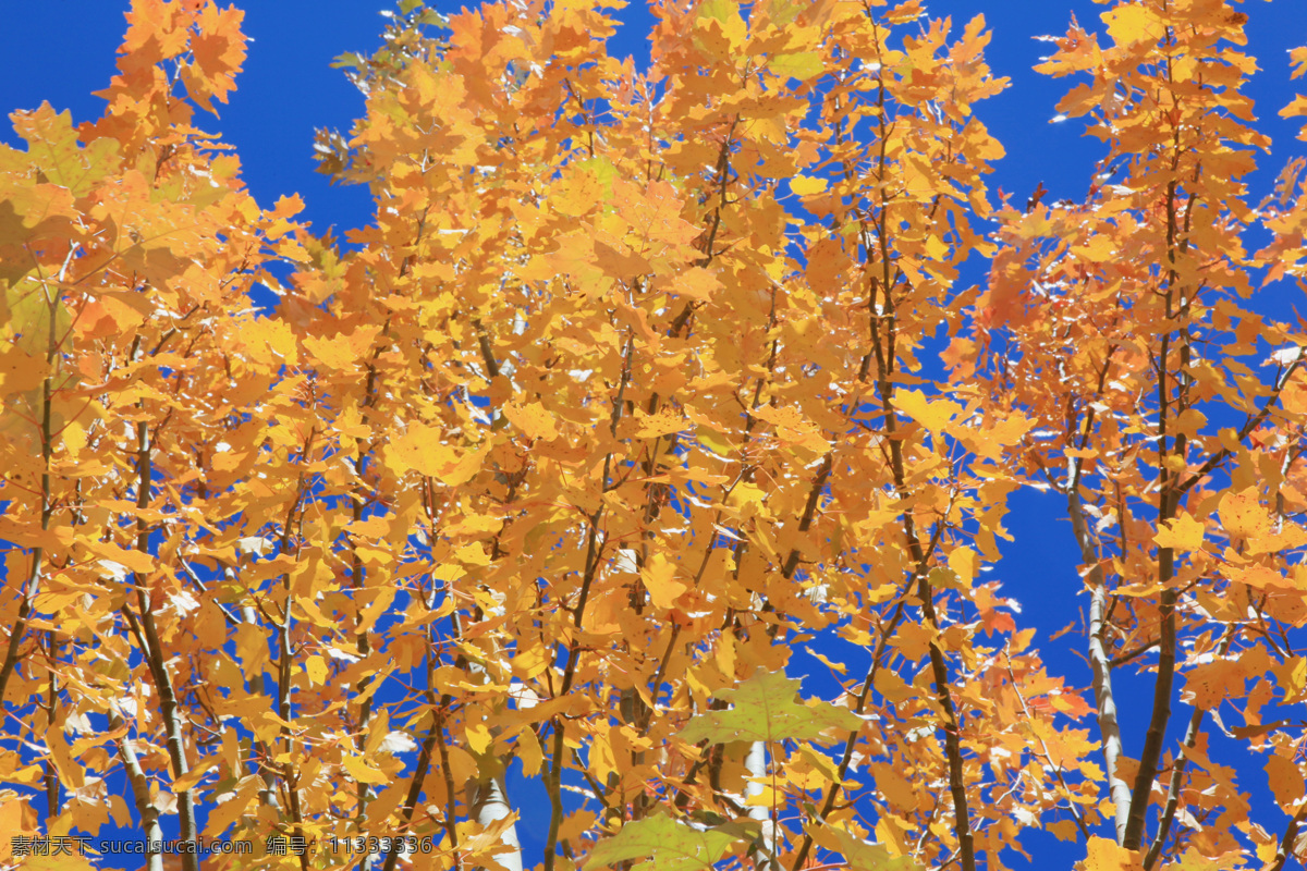 秋天 金色 叶子 黄色叶子 树 景色 风景 自然景色 生物世界 树木树叶 棕色