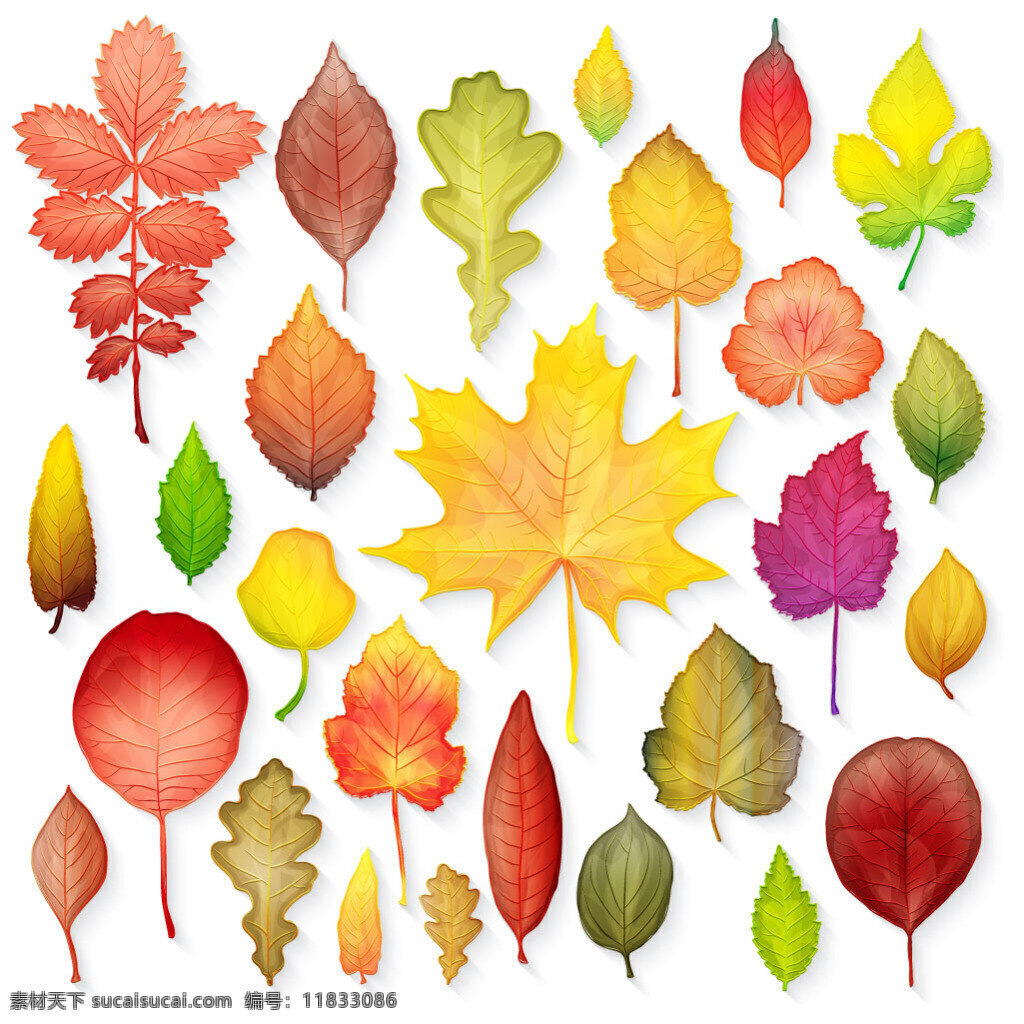 多彩 秋天 树叶 矢量 多彩的 矢量素材