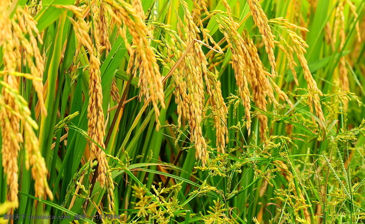 金灿灿的水稻 水稻 稻谷 果实 金黄色 丰收 成熟 田园风光 自然景观