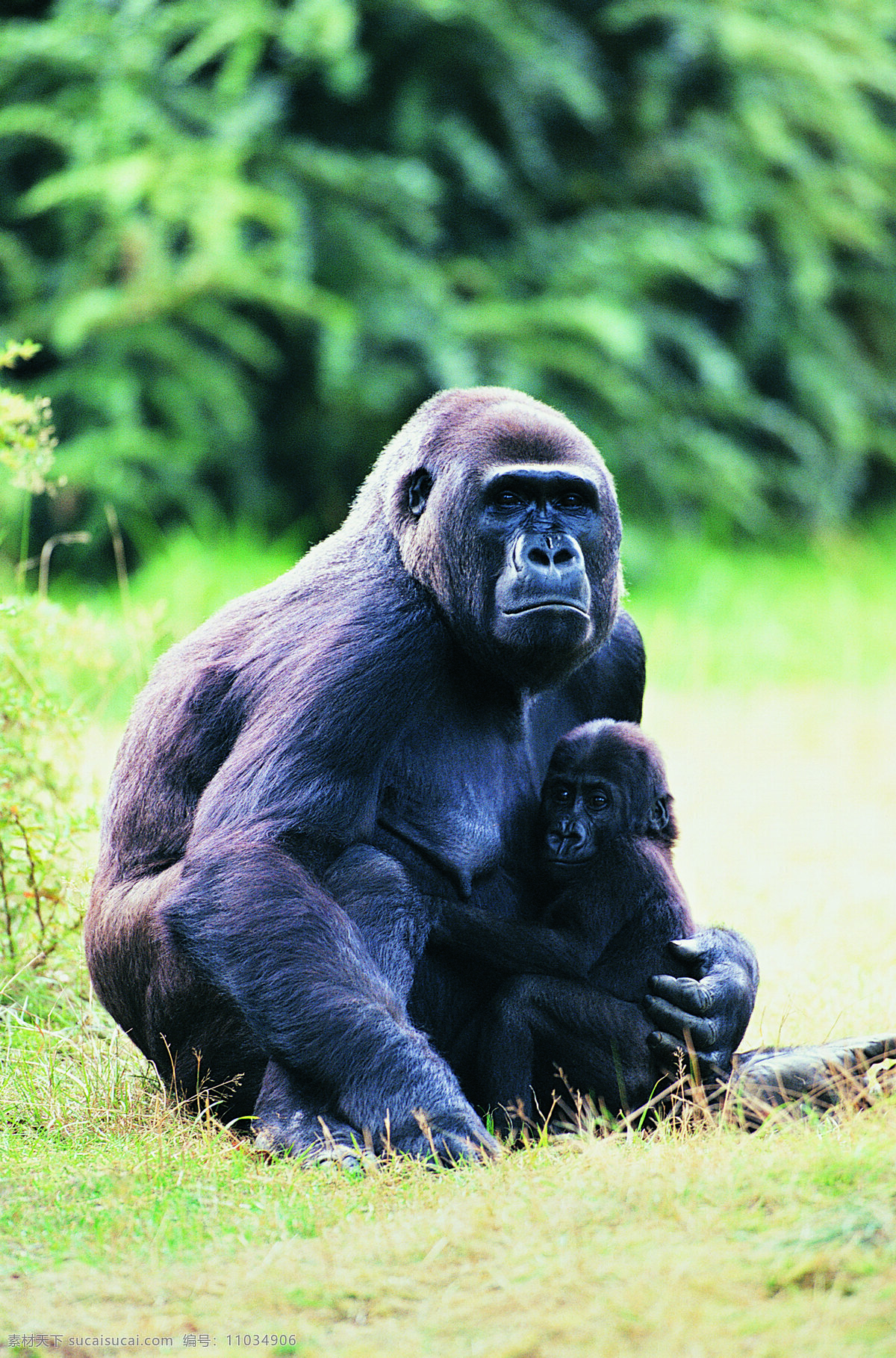 母 猩猩 小 动物 野生动物 母爱 拥抱 草原 陆地动物 生物世界
