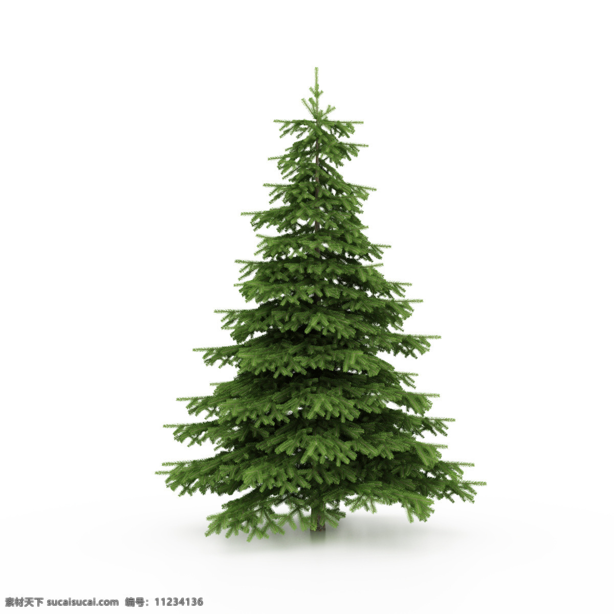 圣诞树 圣诞节素材 绿色圣诞树 节日庆典 生活百科 白色