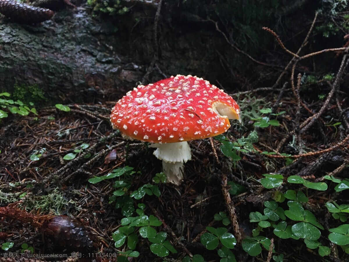 雨后毒蘑菇 蘑菇 红蘑菇 红色蘑菇 野蘑菇 野生蘑菇 菌菇 真菌菇 菌类 真菌 菌类植物 生物世界 其他生物