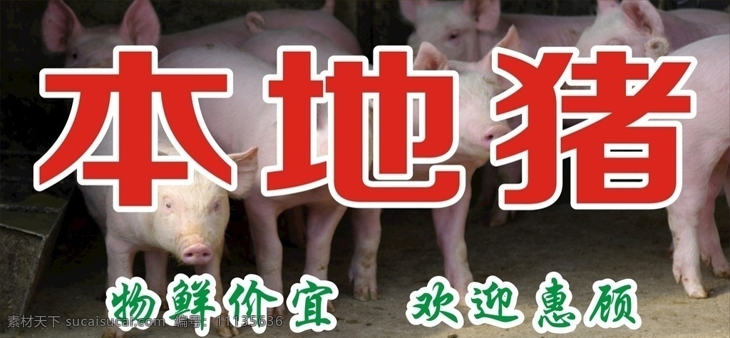 猪 腊肉 火腿 本地猪 猪肉摊 猪肉店 猪肉店招 新鲜猪肉 饮食餐饮茶酒