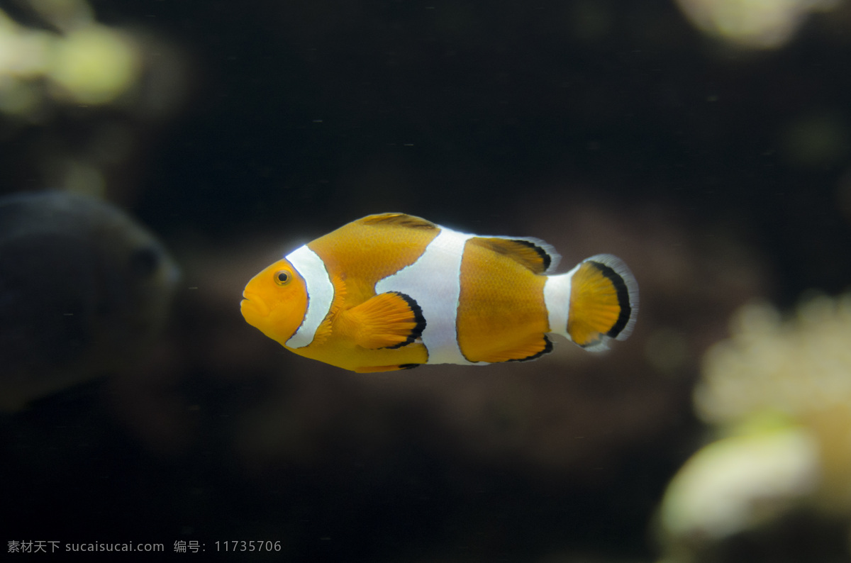 大自然 动物 海底 海底世界 海洋 海洋生物 景观 热带鱼 珊瑚 景象 生物 水中 鱼类 魚 生物世界