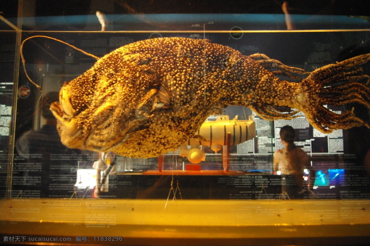 鱼类标本 深海鱼 鱼类展区 上海科技馆 海底世界 动物标本 科技馆 深海鱼类 动物标本展 展示设计 旅行摄影 旅游摄影 国内旅游