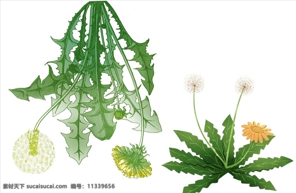 蒲公英素材 ps 蒲公英 黄花地丁 华花郎 婆婆丁 手绘蒲公英 水彩蒲公英 水彩花卉 手绘包装 植物插画 中药 花 花卉 花朵 花草 花蕾 花骨朵 手绘花草 水彩画 草本植物手绘 李世亮 原创共享 分层