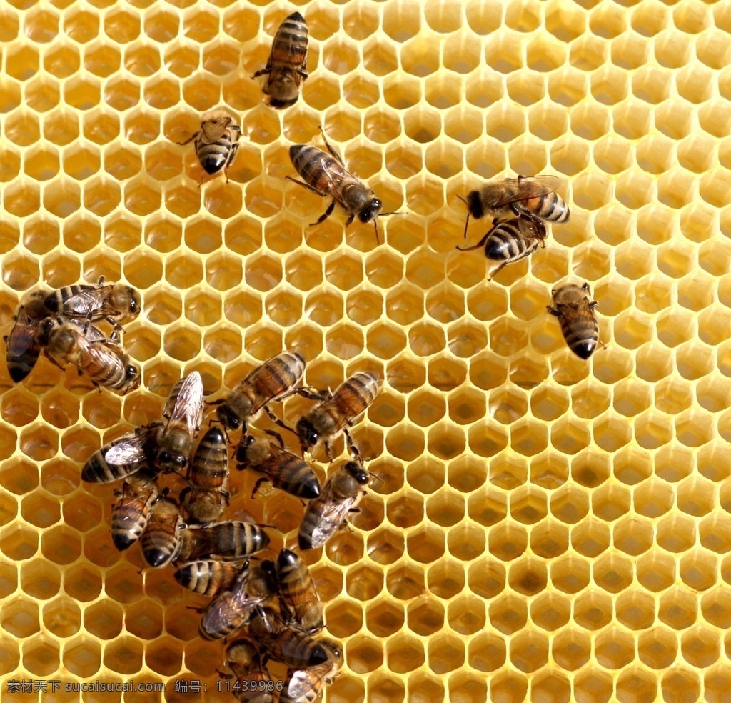 蜂巢蜜蜂 唯美 昆虫 益虫 蜂巢 蜂窝 蜜蜂 筑巢 蜂房 生物世界