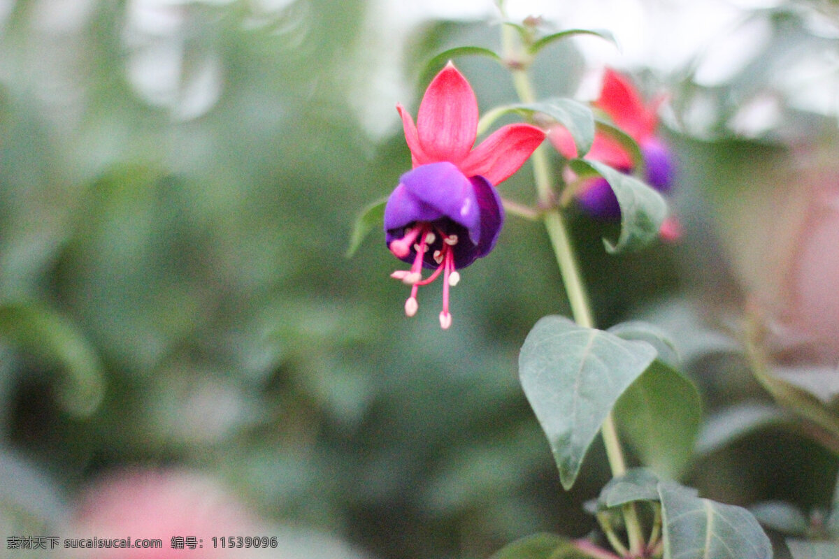 紫红色 花 北京 红色 花草 南瓜 农业 生物世界 园林 紫红色的花 温室 花卉大观园 园艺 紫色