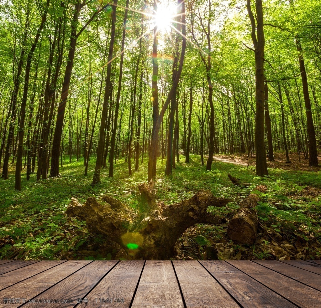 树林景色木板 地板广告 森林 树林 绿树 大树 春天 木板 景观 风景 景色 自然 绿色 家居 设计景观 自然风光 自然景观 木板图片