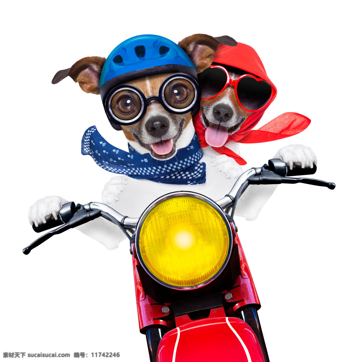 骑摩托的小狗 骑摩托 摩托车 创意摄影 广告摄影 广告大片 可爱宠物 小狗 狗狗 宠物狗 宠物摄影 家禽家畜 生物世界