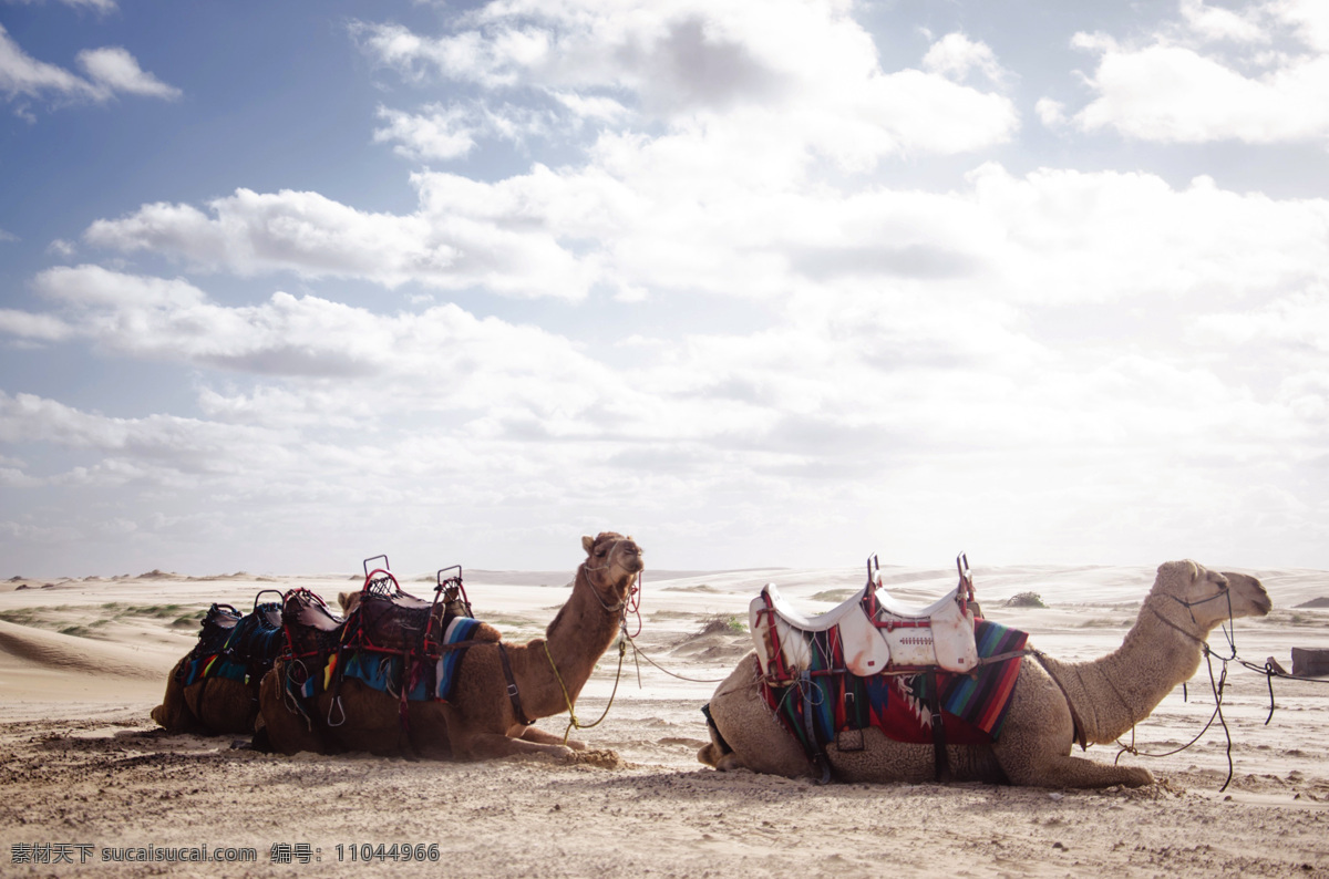 沙漠 骆驼运输队 骆驼动画 沙漠骆驼商队 丝绸之路 沙漠商队 骆驼编队 沙漠植物 古代商队 沙漠动物 枯树 仙人掌 沙漠绿植 动物 小品 自然景观 生物世界 野生动物