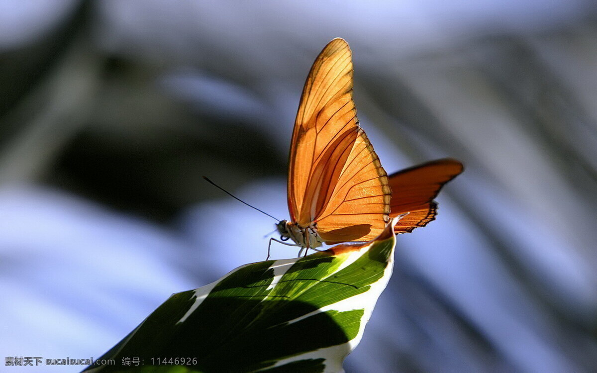 蝴蝶 翅膀 丛林 花卉 昆虫 绿叶 生物世界 蝶影 触角