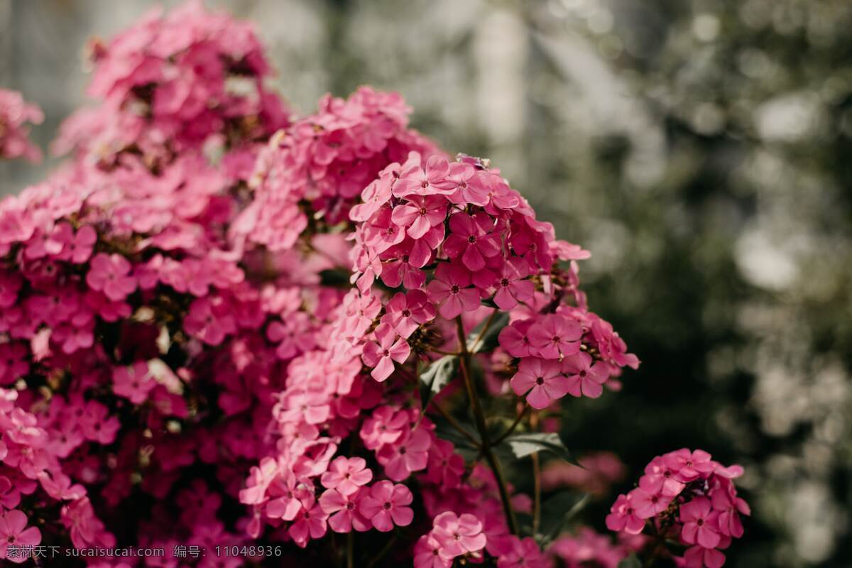 花丛图片 花朵 花丛 植物 自然 生动 漂亮 粉色 红色 花卉 绽放 开花 特写 背景 花草 自然景观 自然风景