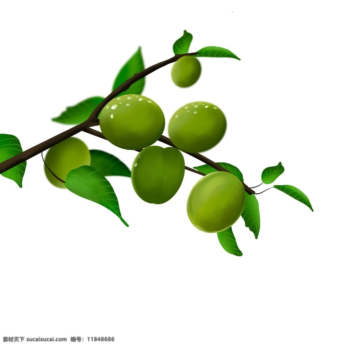 植物 果实 枝头 绿色 清新 点缀 png格式