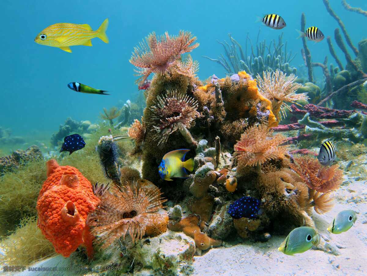 海底世界 珊瑚摄影 海洋生物 珊瑚 珊瑚海 珊瑚礁 水景 水族 水族馆 海洋馆 海底 长隆 美丽海底 海水 鱼缸背景 礁岩 南沙 南沙群岛 浮潜 海洋展 缤纷海洋 大海 海底生态 热带鱼 鱼 小丑鱼 观赏鱼 潜水 海洋文化节 探索 自然 大自然 海洋 缤纷 热带 海洋世界 海底总动员 海底摄影 海底世界摄影 生物世界