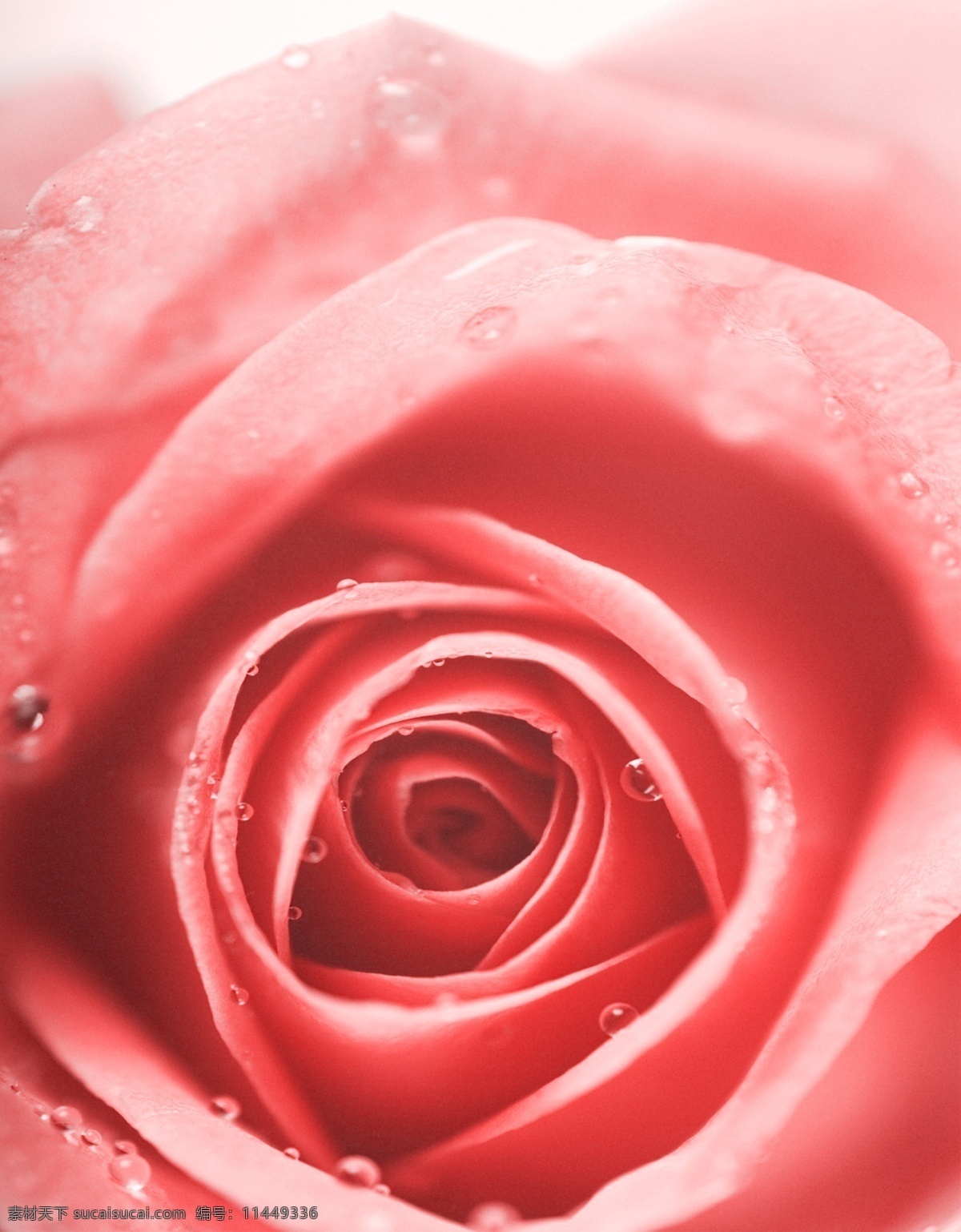 花朵 水珠 玫瑰花 花卉 红玫瑰 水滴 背景元素 广告元素