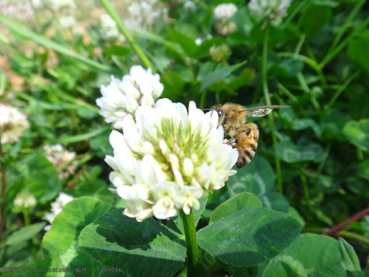 蜜蜂采花 花纹 白色 花蕊 蜜蜂 蜂蜜 采花 绿色天然 花草 生物世界