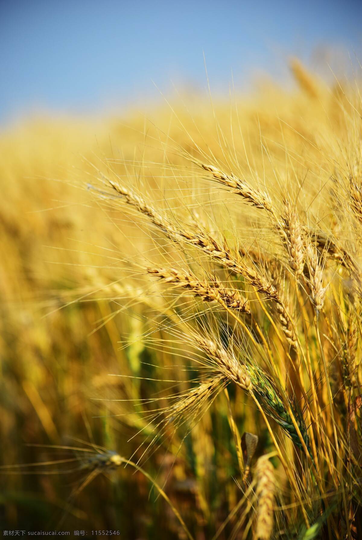 小麦 麦子 麦田 田地 种地 自然景观 田园风光