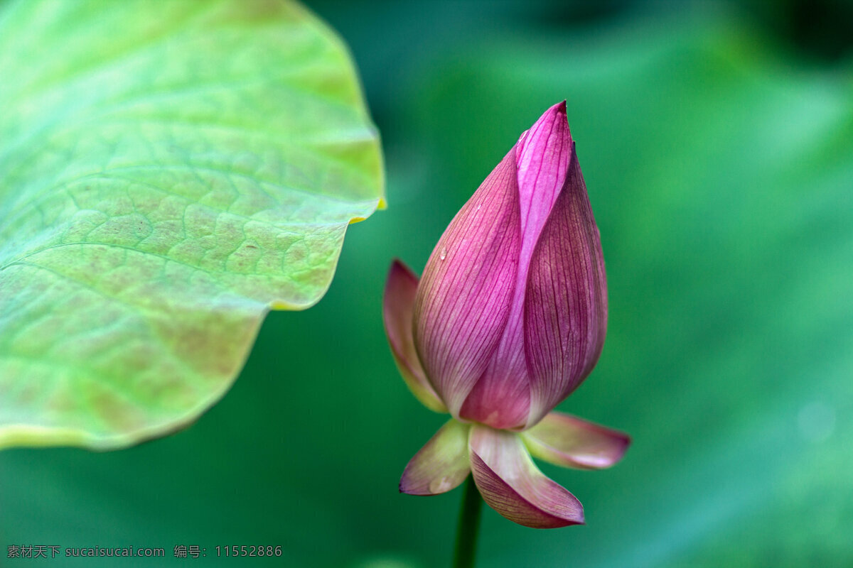 莲花 荷叶 莲花池 荷花香 荷塘 荷池 莲蓬 莲藕 花粉 荷花 红莲花 生物世界 花草