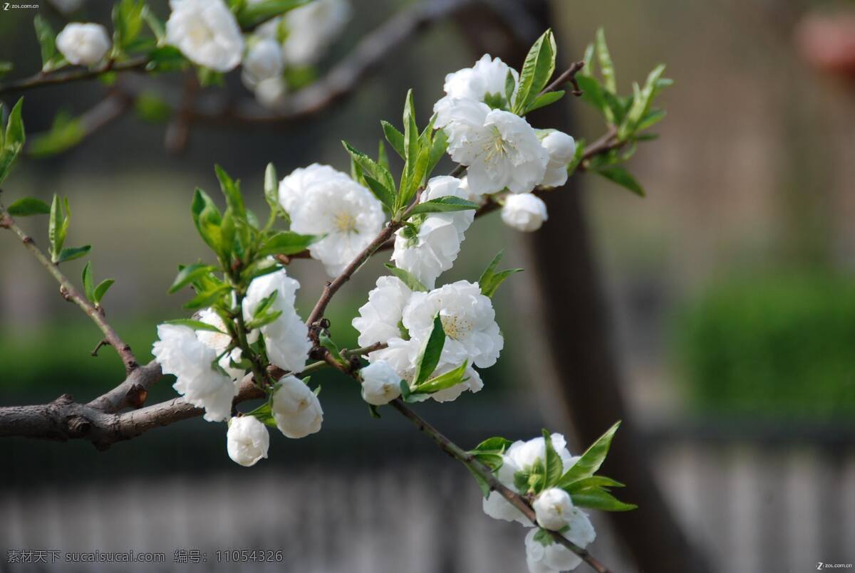 海棠花 春天花朵 海棠 花草 花朵 花蕊 生物世界 棠 花 psd源文件